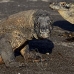 dragon_komodo_hsb_rinca_v_2298_kom4667.jpg